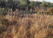 Andropogon tenuispatheus (Maritime Bluestem) SKU-ANDTEN