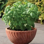 Basil, Dolce Fresca