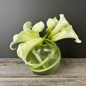 Curving Callas- Call to Order