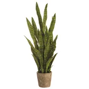 37.5″ Sansevieria Plant in Cement Pot