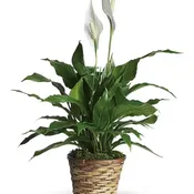 peace lily