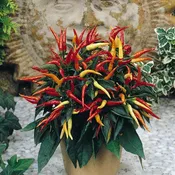 Capsicum annuum 'Medusa' ~ Medusa Ornamental Pepper