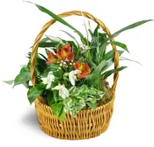 Thinking of You Garden Basket