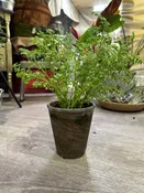 House plants 4 inch  in size, in original grow pot. — White Pine and Petals  Flowers, Weddings, Plants and Gifts Roscommon Higgins Lake