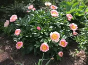 Paeonia, silver pink hybrid seedling