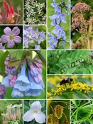 40 Plant Woodland Shade Garden