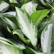 Aglaonema Houseplants