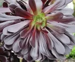 AEONIUM ARBOREUM SCHWARTZKOPF