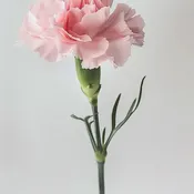 Carnations – Timeless Beauty, Full of Meaning