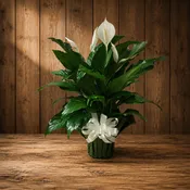 Peace Lily 8”