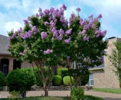 Purple Catawba Crape Myrtle Trees