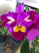 Blc. Rep. Clift Tsuji 'Hawaii'   2 1/2 inch pot (2-3 years to bloom)