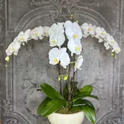 Phalaenopsis Orchid Trio