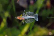 Blue Eye Gertrudae Rainbow Fish
