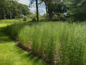 Andropogon virginicus- Broomsedge