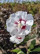 Bali™ - First Editions® Hibiscus | Hibiscus syriacus 'Minfren' — Northwest Shade Trees