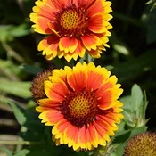 ‘Arizona Sun’ Blanket Flower