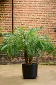 Phoenix Roebelenii