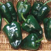 Ancho 101 Pepper