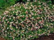 ABELIA ROSE CREEK ABELIA (3 gallon) (Abelia Grandiflora)