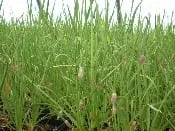 ALLIUM CERNUUM, Nodding Onion 3.5″ pots
