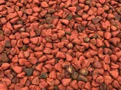 Annatto Seeds