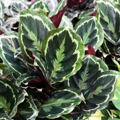 Calathea Houseplants