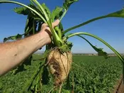 Sugar Beets