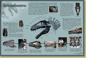 Acrocanthosaurus atokensis Skeleton – Skull Poster – Media Display