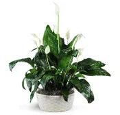 Peace Lily Plant 8"