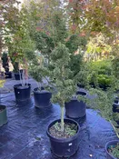 Acer palmatum 'Shishigashira'
