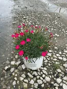 Dianthus paint 'The Town Red'