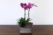 Orchid Oasis Garden by Studley’s