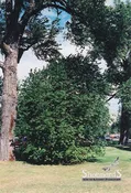 Chokecherry Chokecherry White 2 Gal