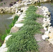 Blue Rug Juniper (Juniperus horizontalis 'Wiltoni') - 2 gallon 10"
