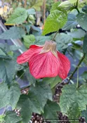 Abutilon 'Nabob', Flowering Maple