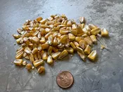 Shelled Corn Bundle — Grace Brothers Farm, Nursery & Supply