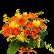 Bloom0312