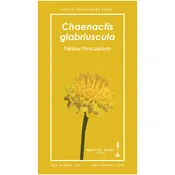 Chaenactis glabriuscula (Yellow Pincushion) Seeds — Native West Nursery - California Native Plants