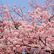 Akebono Cherry Tree
