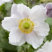 Anemone hybrida ‘Dreaming Swan’