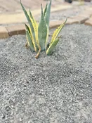 Charcoal 1/4″ Minus