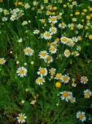 Chamomile, Roman Plug Flat