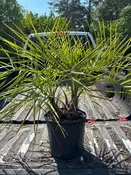 Twin Pindo Palms