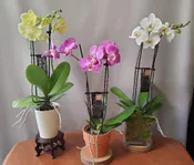 5" DOUBLE STEM ORCHID