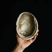 Abalone Shell