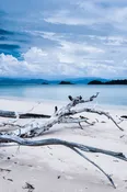 Caribbean Teakwood — Pierpoint Candle Company