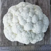 Cauliflower, Twister Hybrid
