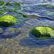 Pond Algaecides &amp; Herbicides | United States | Pond Lake Management