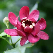 Aphrodite' Sweetshrub | Proven Winners®